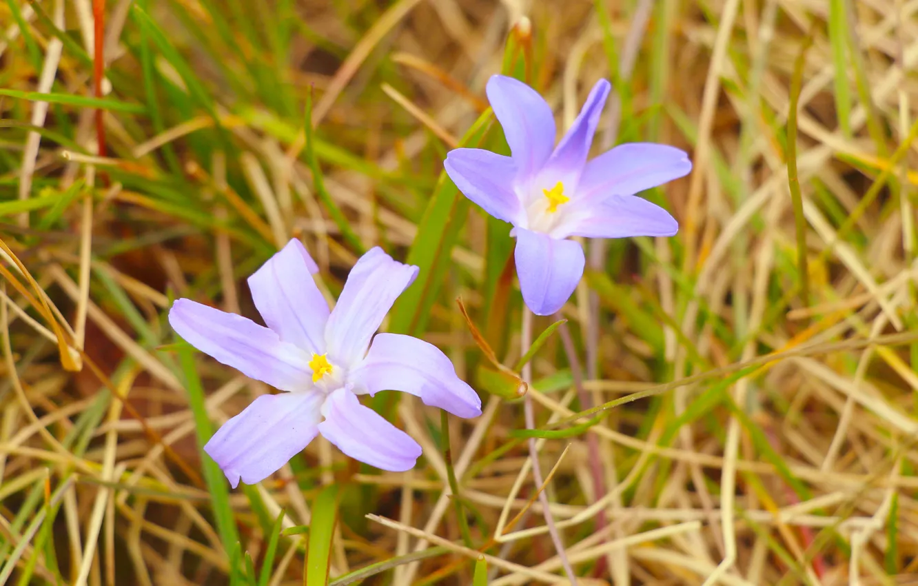 Photo wallpaper flower, blue, blooming