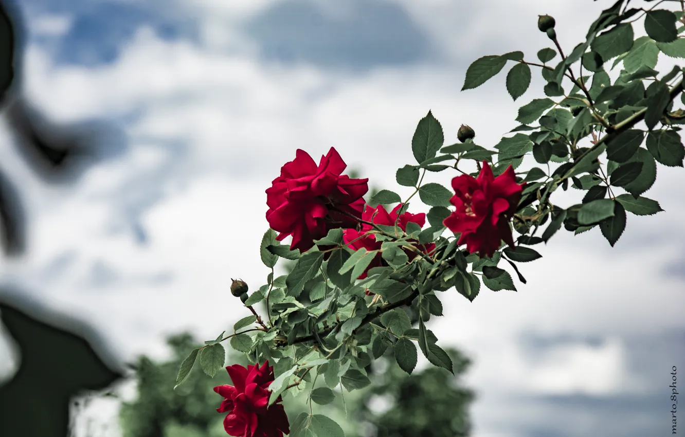 Photo wallpaper flowers, flower art, flower and painting, flower arrangement, flower background