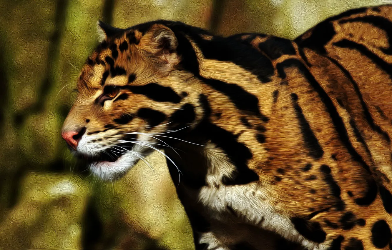 Photo wallpaper background, coloring, clouded leopard