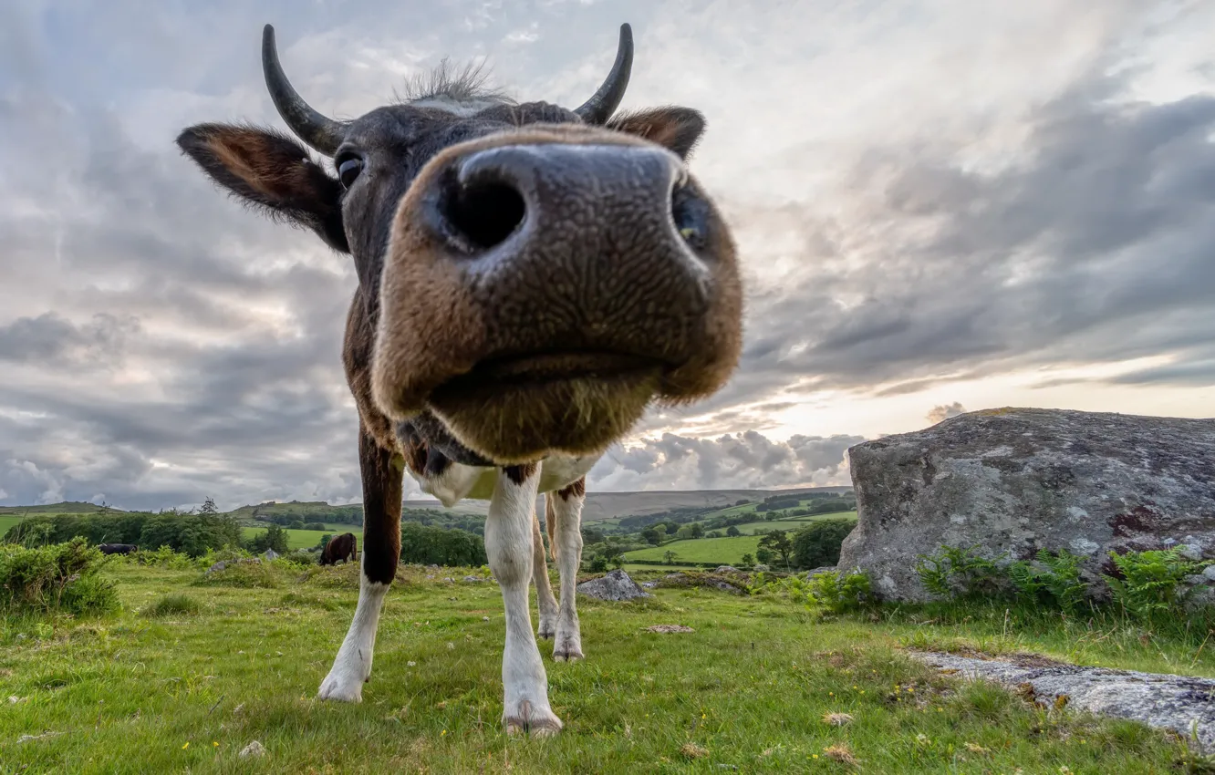 Photo wallpaper face, nature, cow