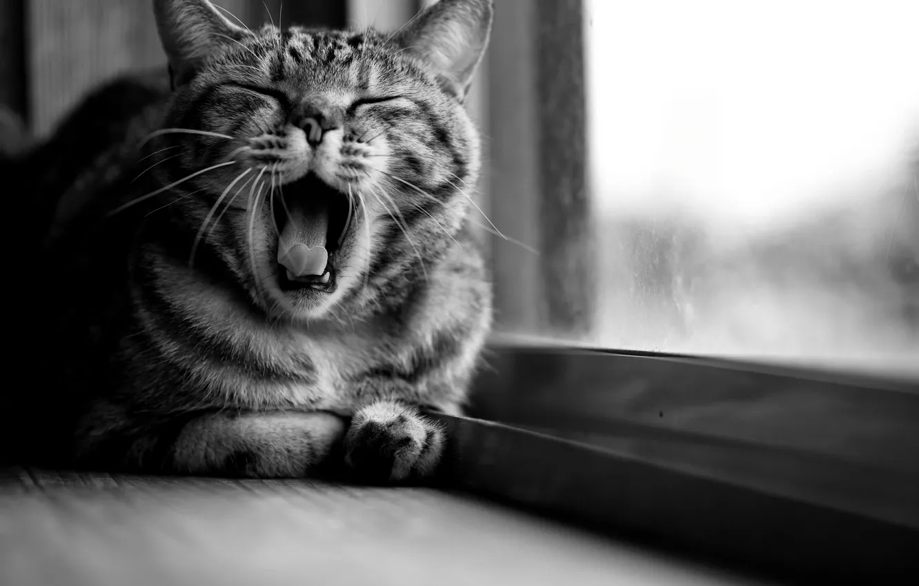 Photo wallpaper cat, cat, window, black and white, sitting, yawns, striped