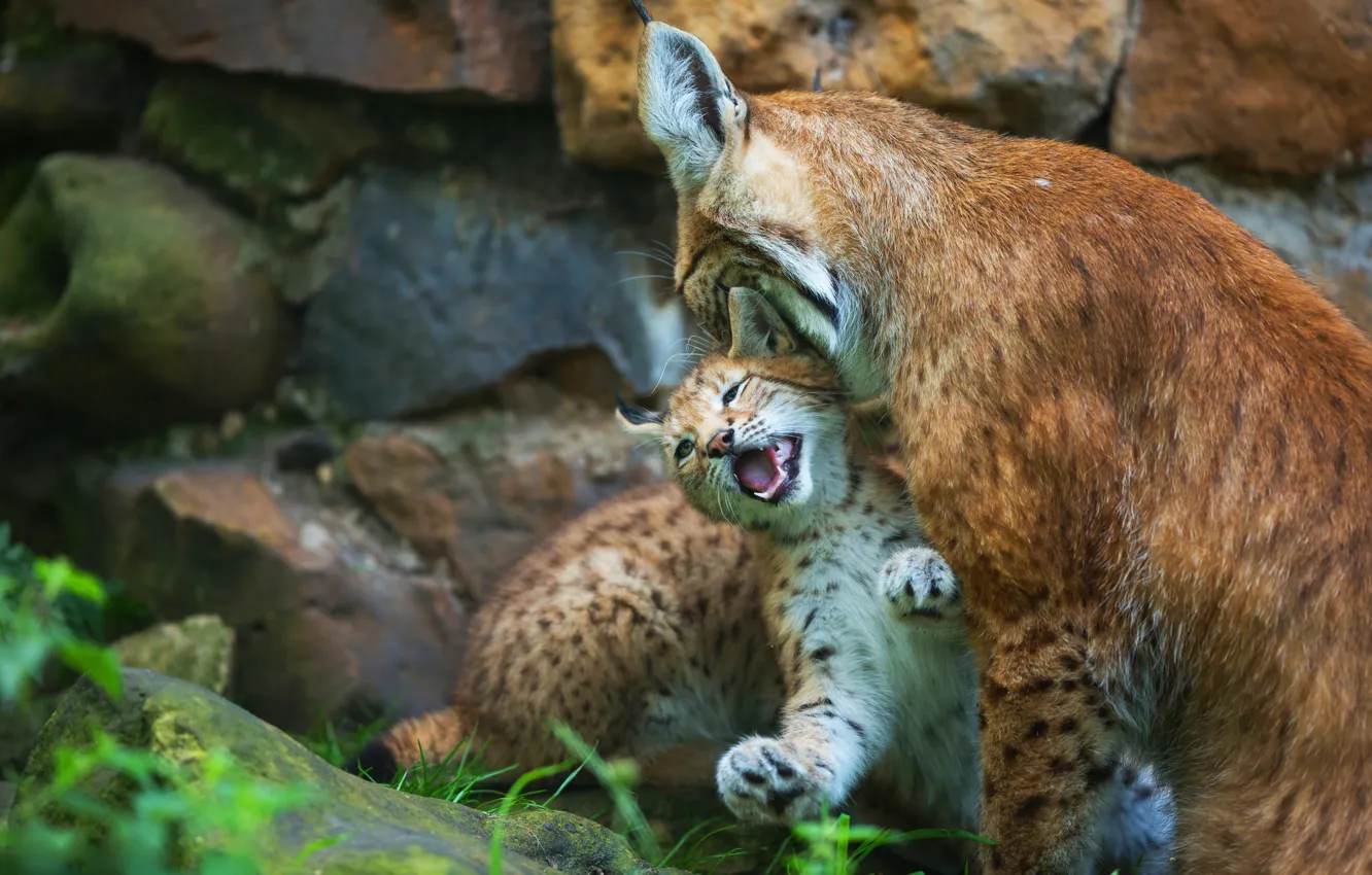 Photo wallpaper stones, two, baby, cub, kitty, lynx, care, lynx
