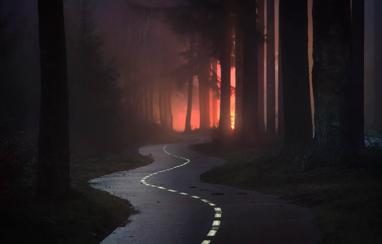 Photo wallpaper road, forest, night