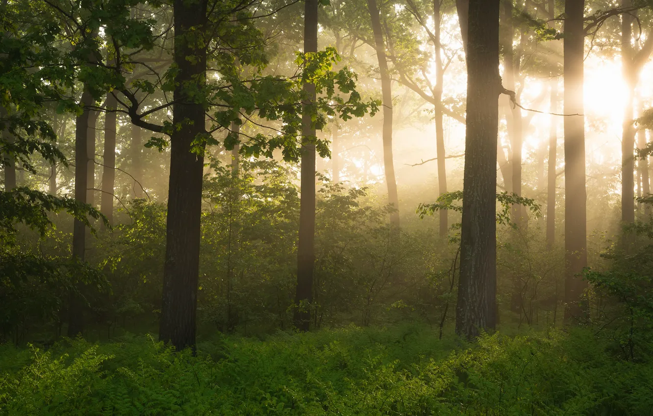 Photo wallpaper forest, light, trees, fog