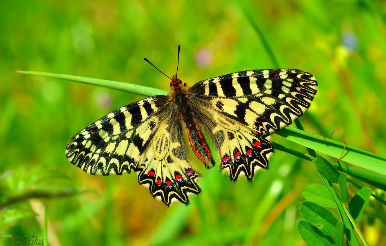 Photo wallpaper macro, butterfly, butterfly, macro