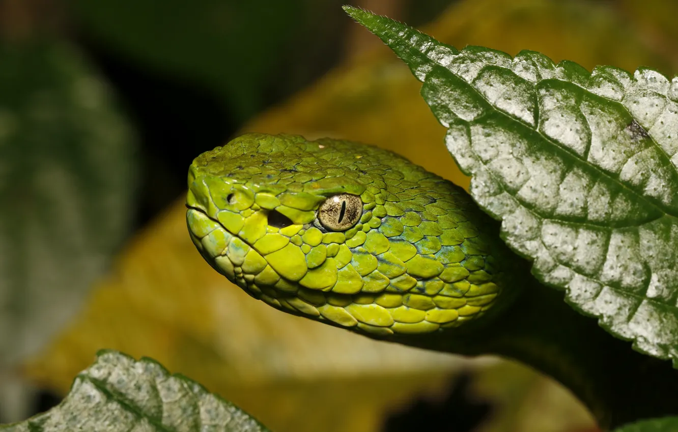 Photo wallpaper look, macro, close-up, green, leaf, snake