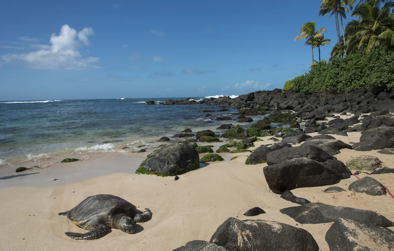 Photo wallpaper sea, beach, summer, stones, palm trees, shore, summer, beach