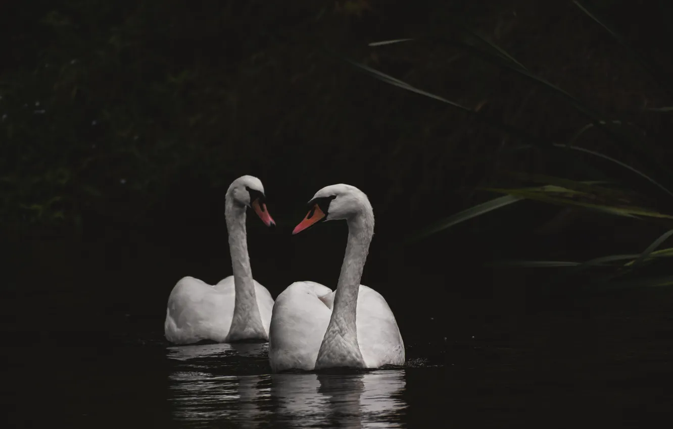 Photo wallpaper lake, UK, swans, Northumberland