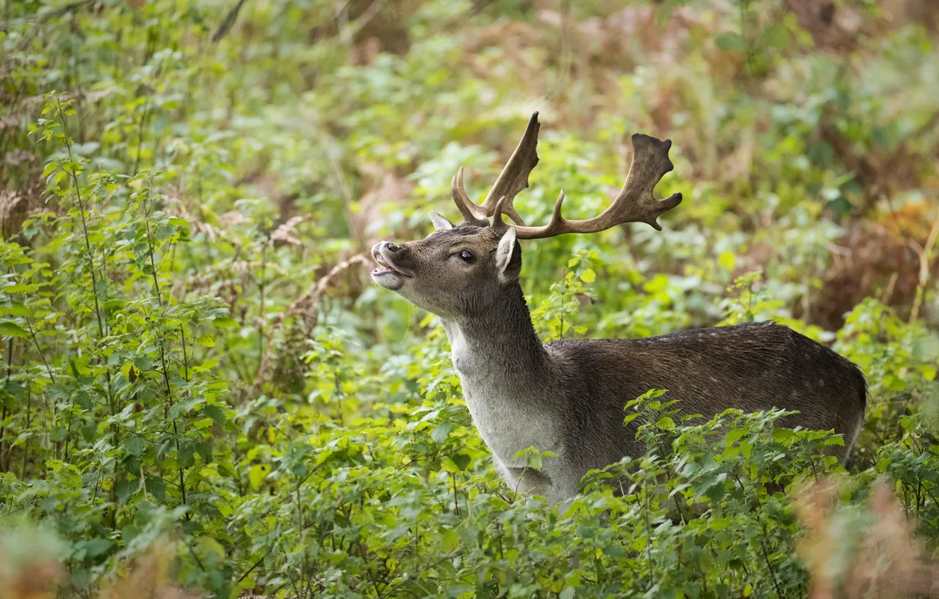 Photo wallpaper the bushes, deer, foliage, greens, fawn