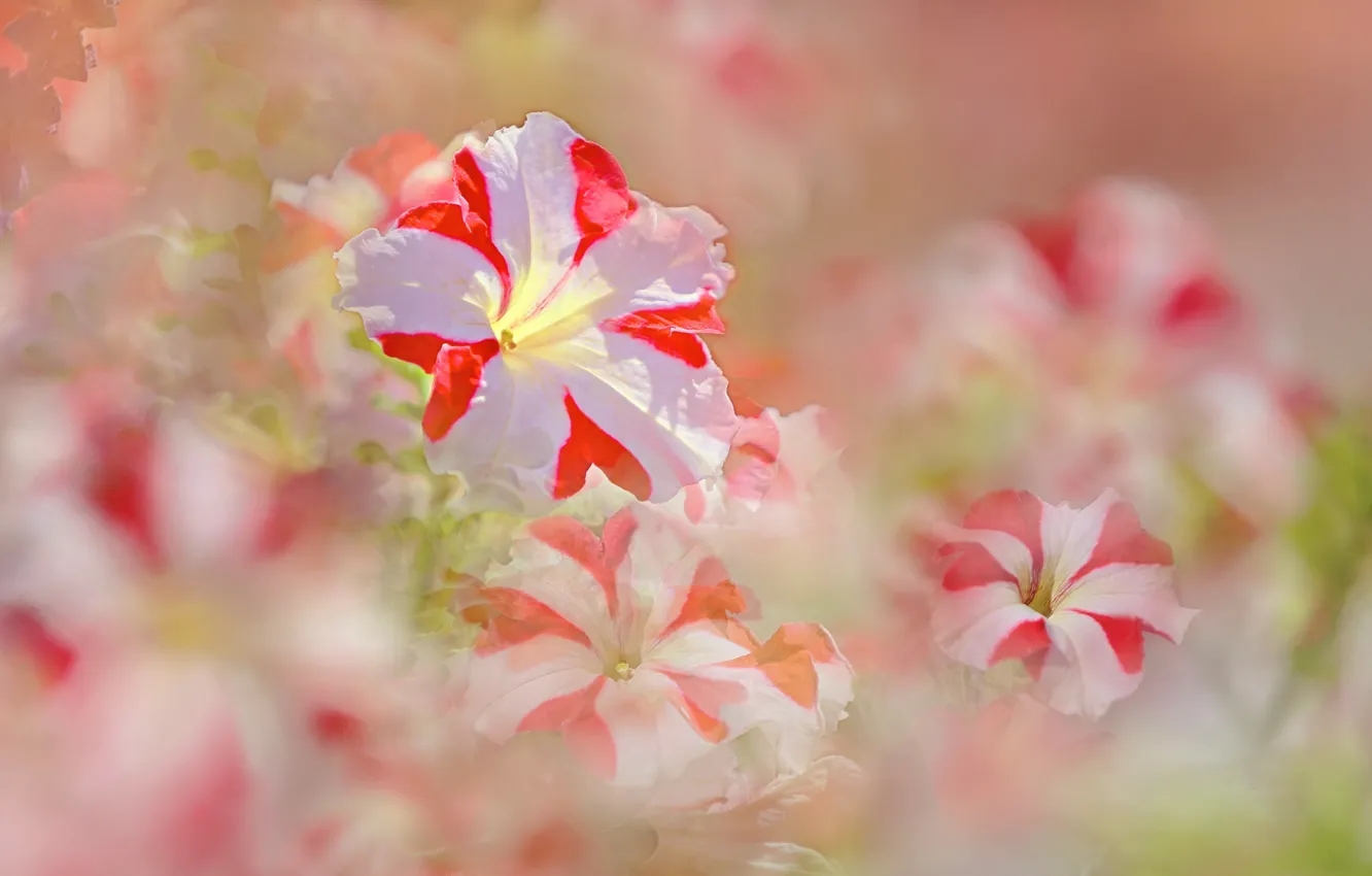 Photo wallpaper summer, flowers, flowering, Petunia, white pink