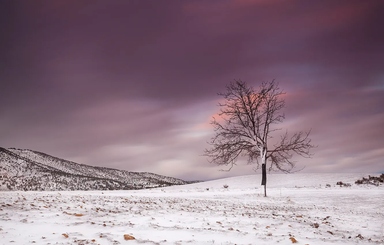 Photo wallpaper winter, field, trees, landscape