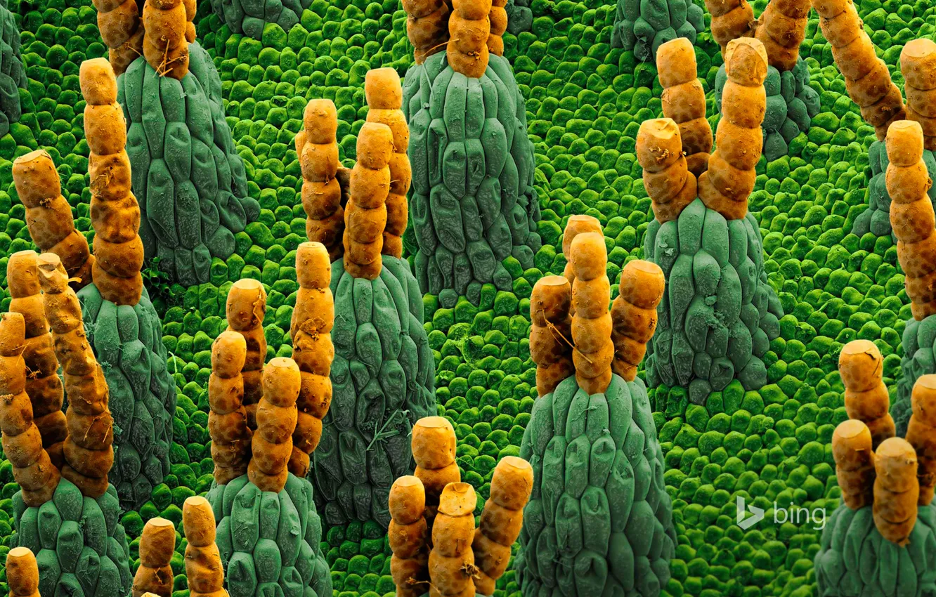 Photo wallpaper water fern, salvinia, micrograph, Salvinia, water fern