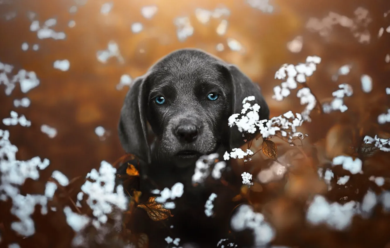 Photo wallpaper portrait, dog, look, flowers, puppy, white, bokeh, face