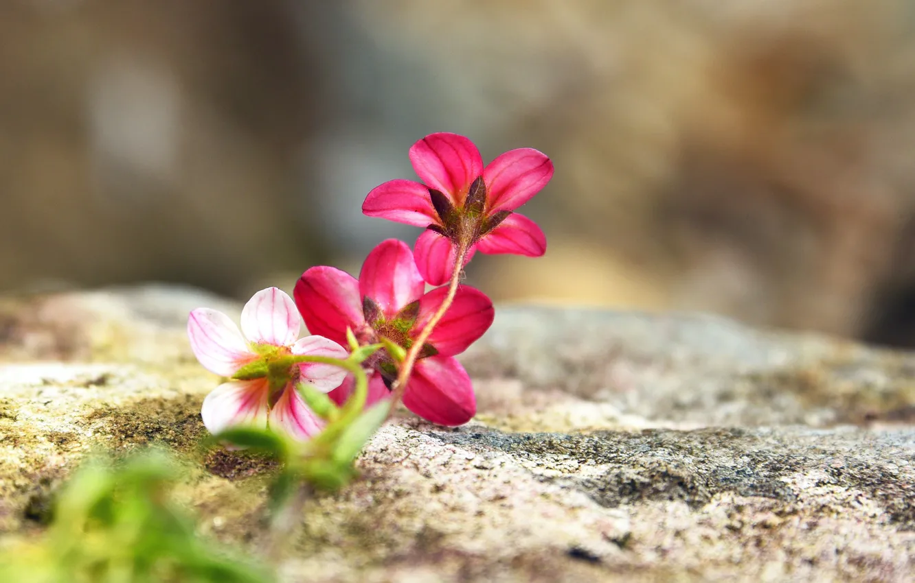 Photo wallpaper flowers, stones, bokeh