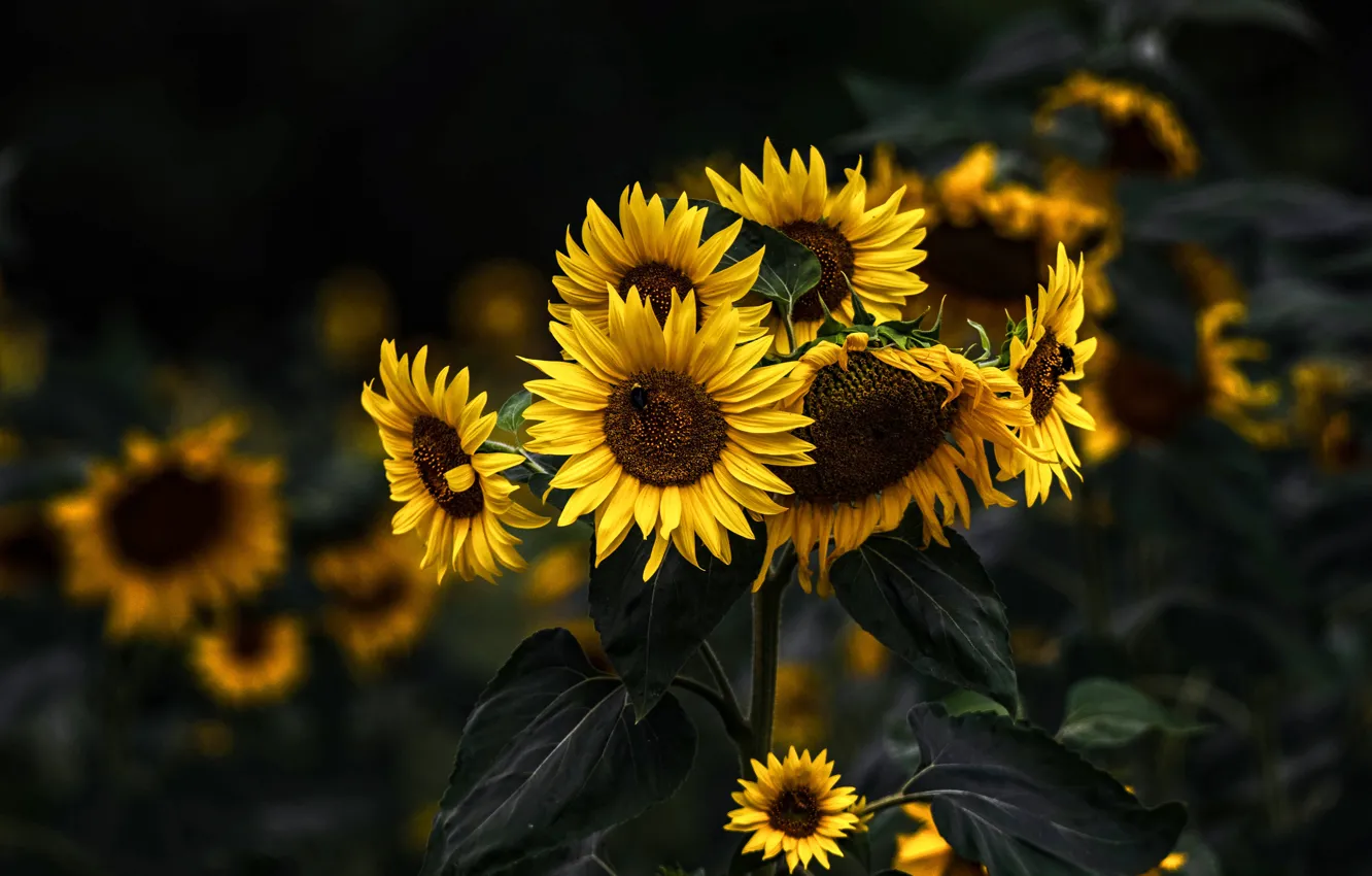 Photo wallpaper sunflowers, flowers, the dark background, garden