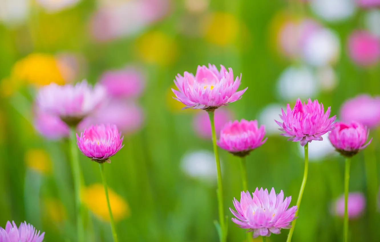 Photo wallpaper flowers, yellow, glade, blur, pink, green background, bokeh, Helichrysum