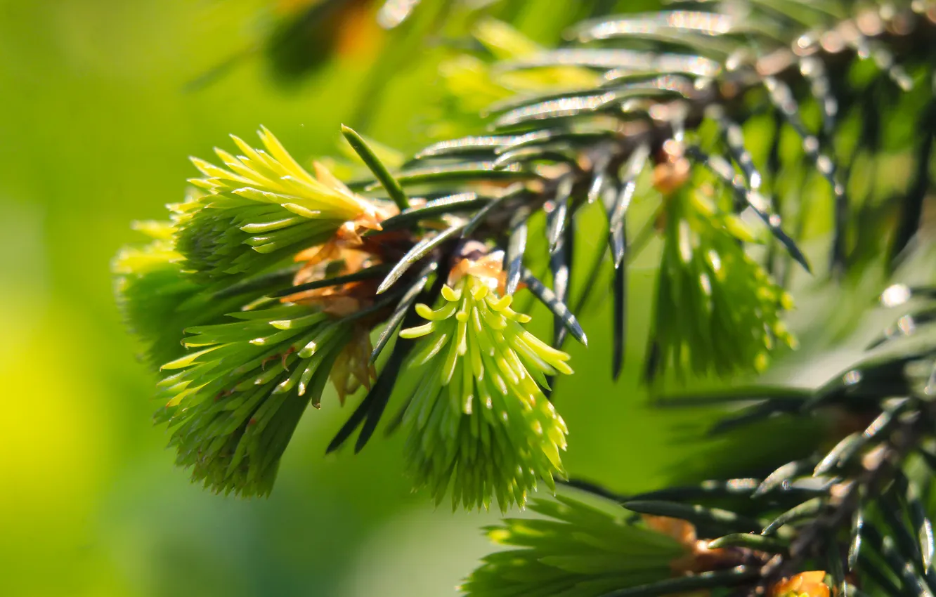 Photo wallpaper spring, pine, spruce, twig
