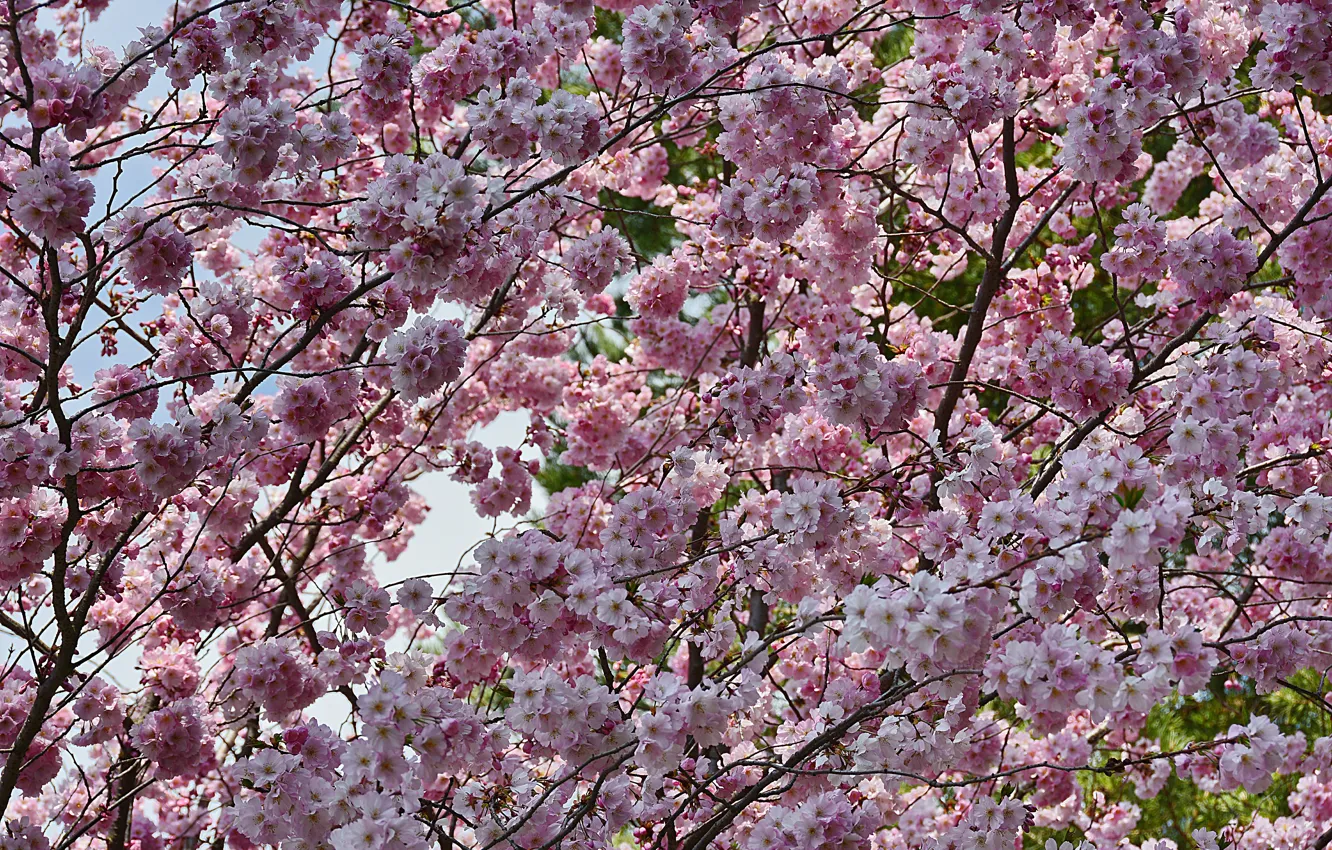 Photo wallpaper branch, Spring, flowering, flowers, spring, flowering