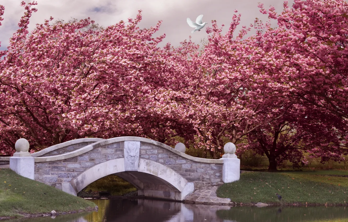 Photo wallpaper trees, bridge, Park, river, spring, garden, flowering, pink
