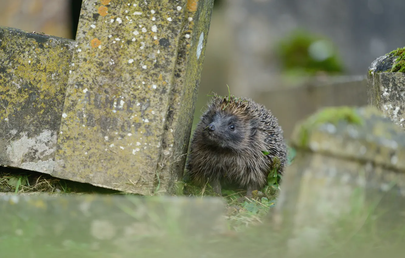 Photo wallpaper look, hedgehog, nature, Peeps, stone slabs, bokeh, muzzle, hedgehog