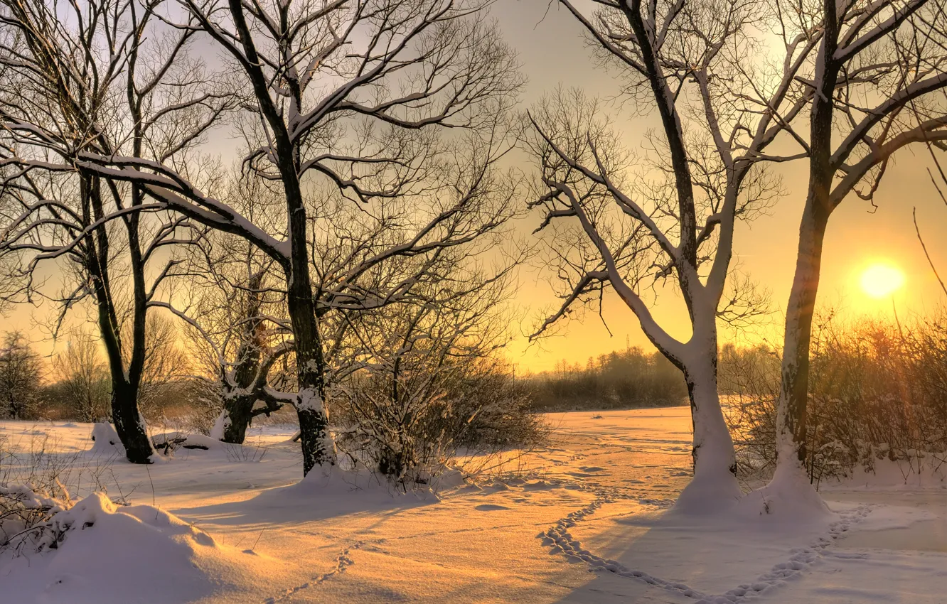 Photo wallpaper winter, the sun, snow, trees