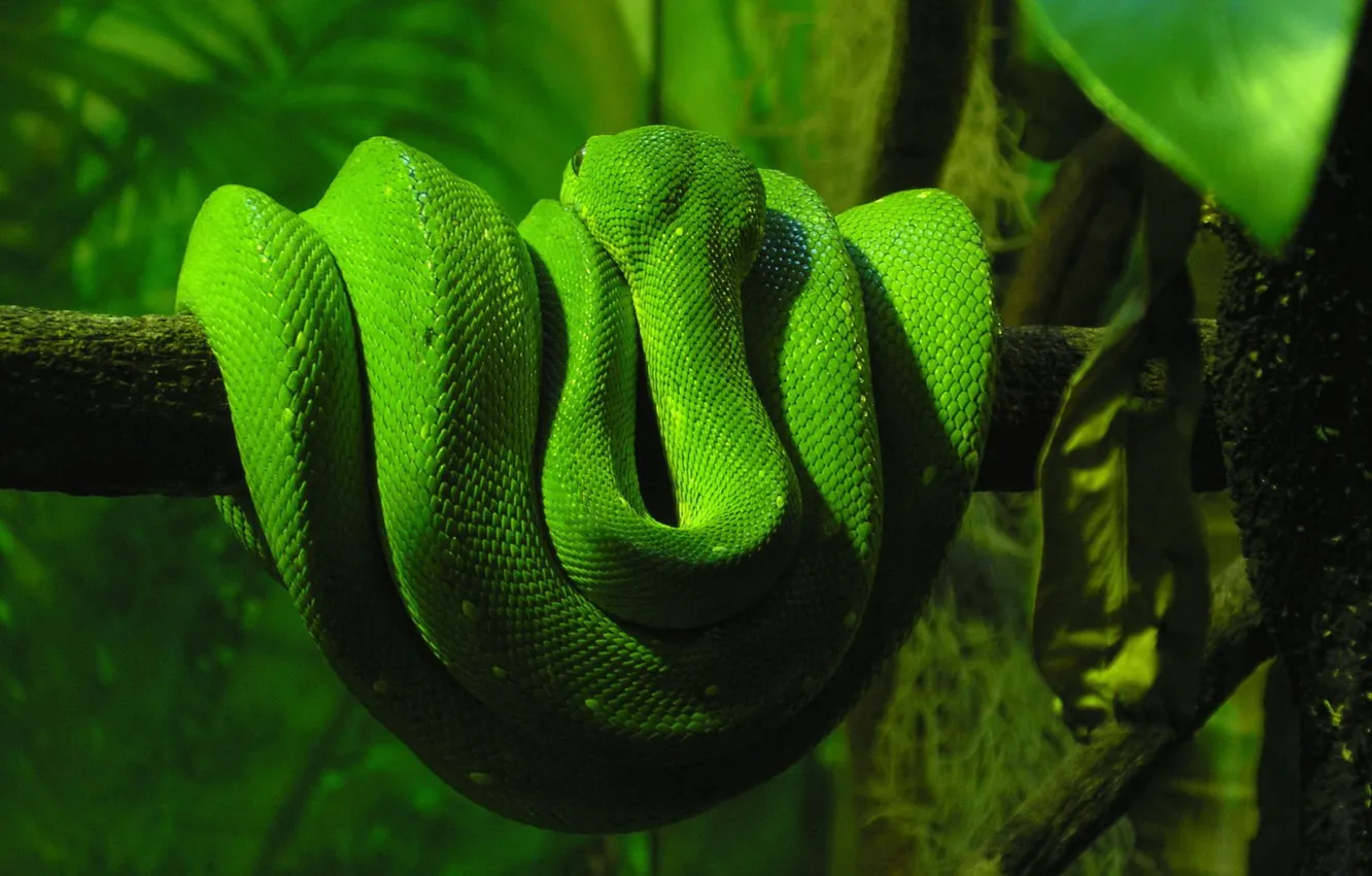 Photo wallpaper greens, snakes, tree, snake