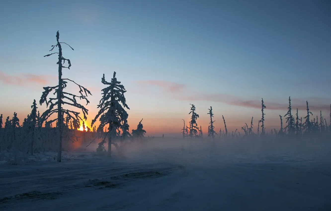 Photo wallpaper winter, snow, trees