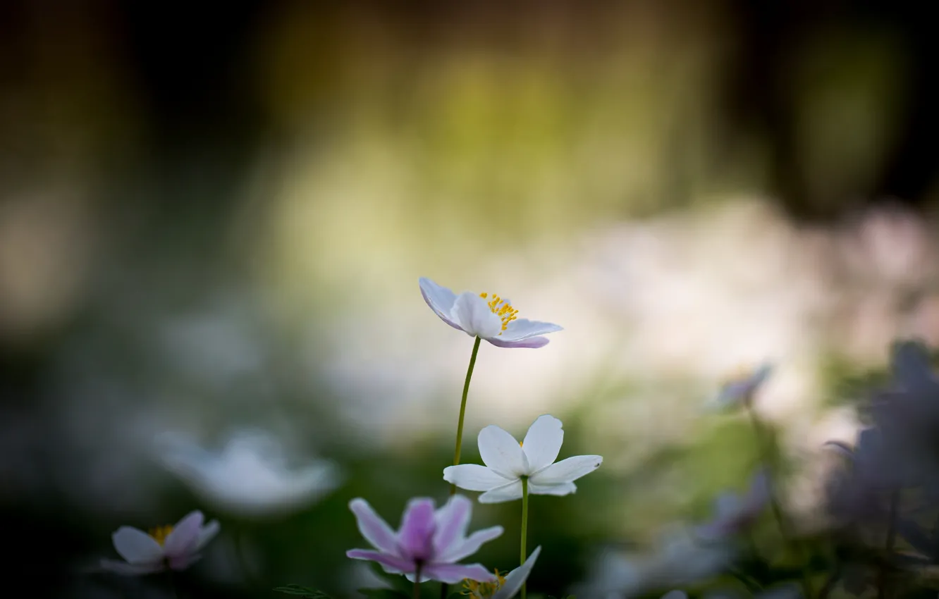 Photo wallpaper flowers, white, flowers, bokeh