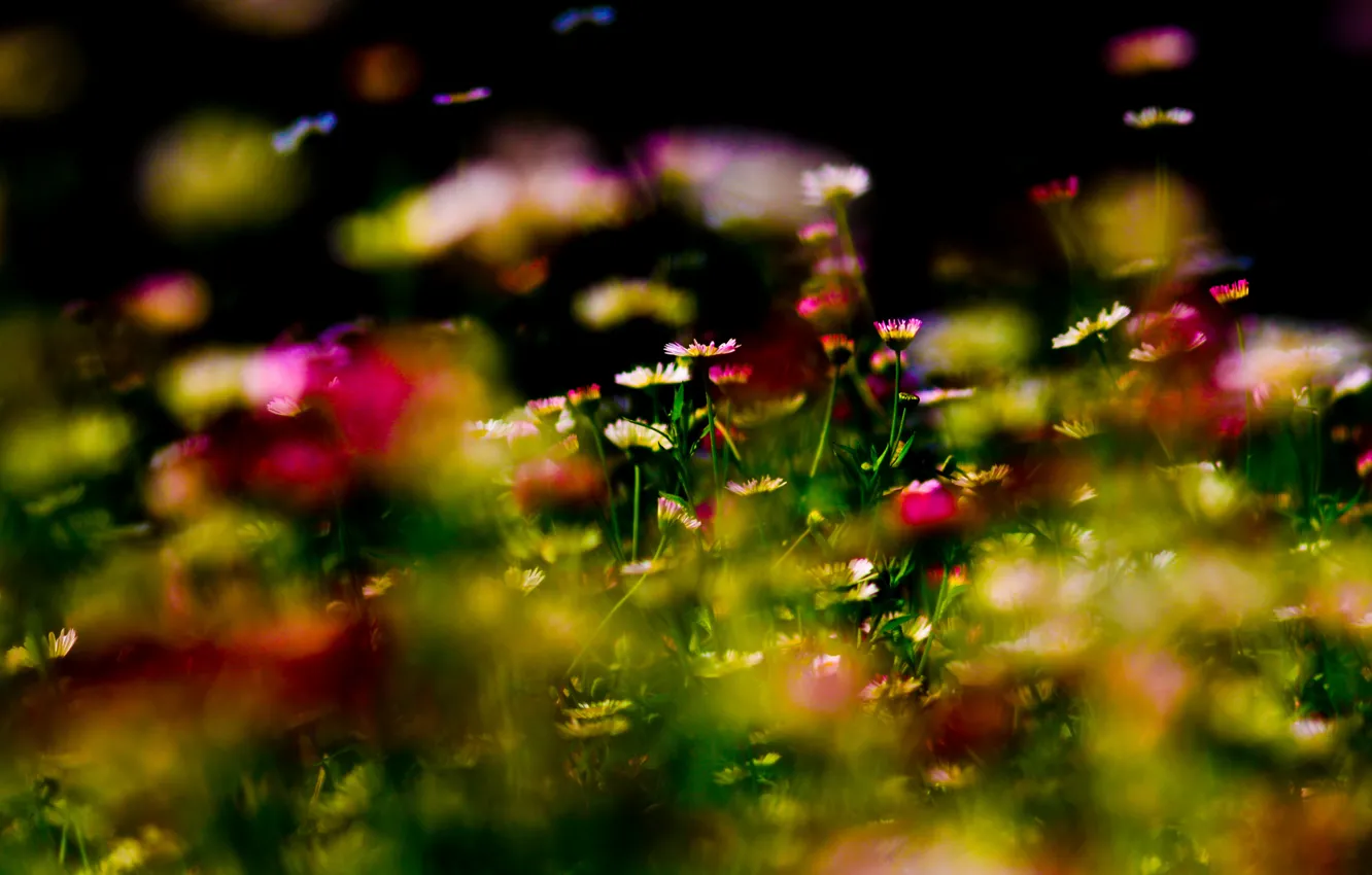 Photo wallpaper forest, flower, grass, flowers, Park, garden