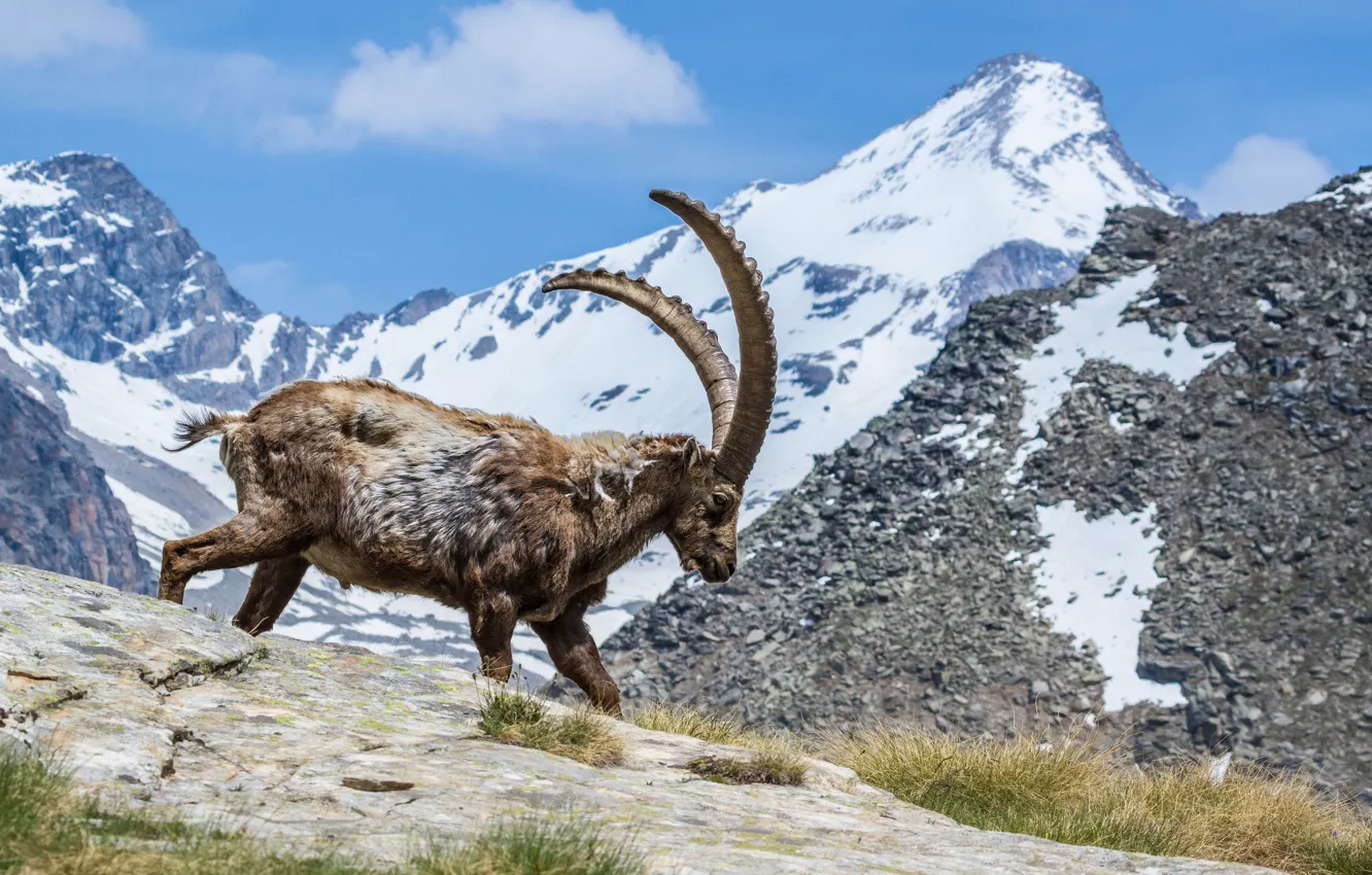 Photo wallpaper the sky, clouds, mountains, horns, mountain goat