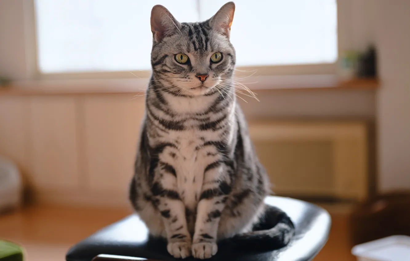 Photo wallpaper cat, cat, grey, sitting, British
