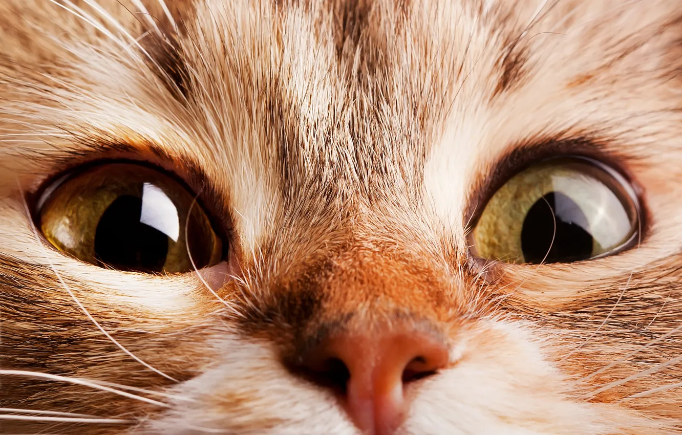 Photo wallpaper cat, eyes, cat, nose, muzzle, eyes