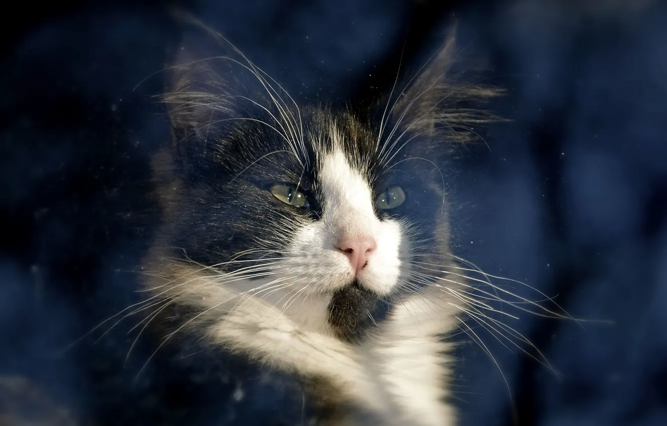 Photo wallpaper cat, light, window