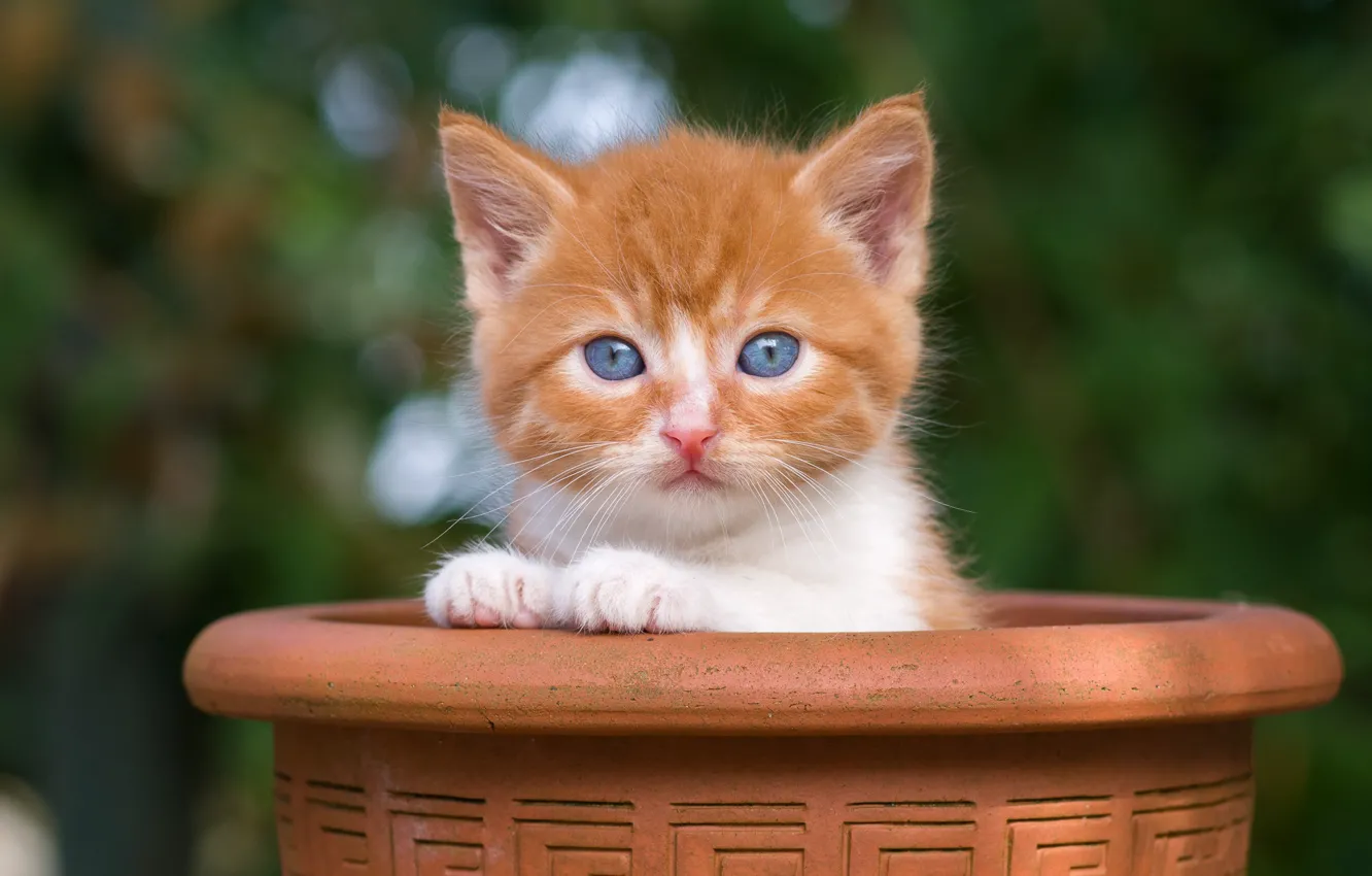 Photo wallpaper cat, look, nature, pose, legs, baby, pot, red