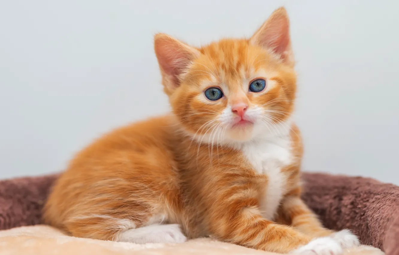 Photo wallpaper cat, pose, baby, red, cute, kitty, sitting, light background