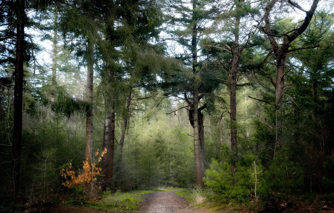 Photo wallpaper road, forest, nature