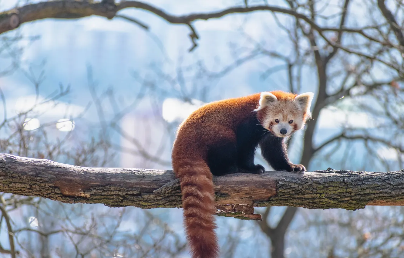 Photo wallpaper winter, look, light, branches, pose, tree, red Panda, blue background