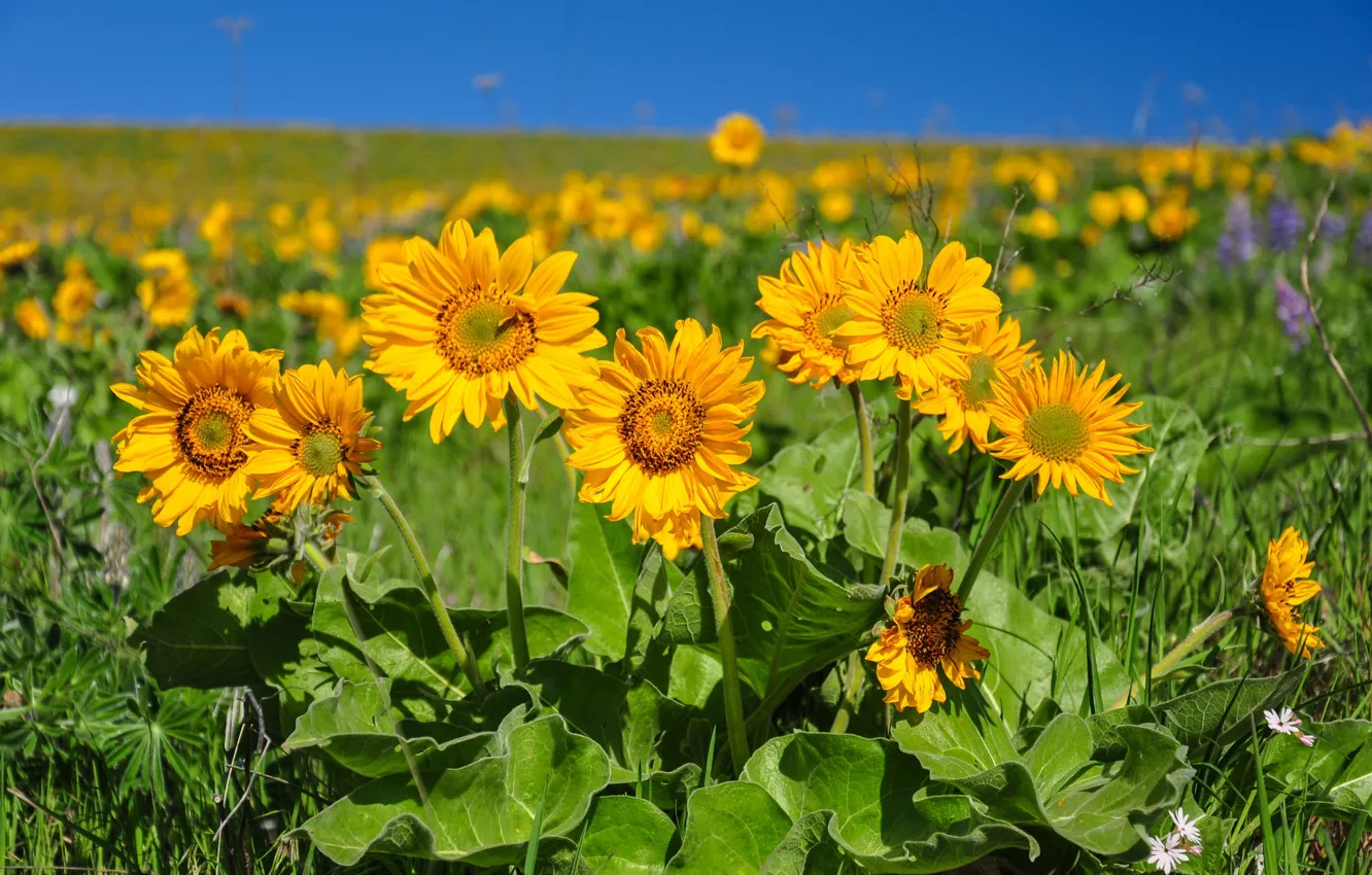 Photo wallpaper field, sunflowers, bokeh
