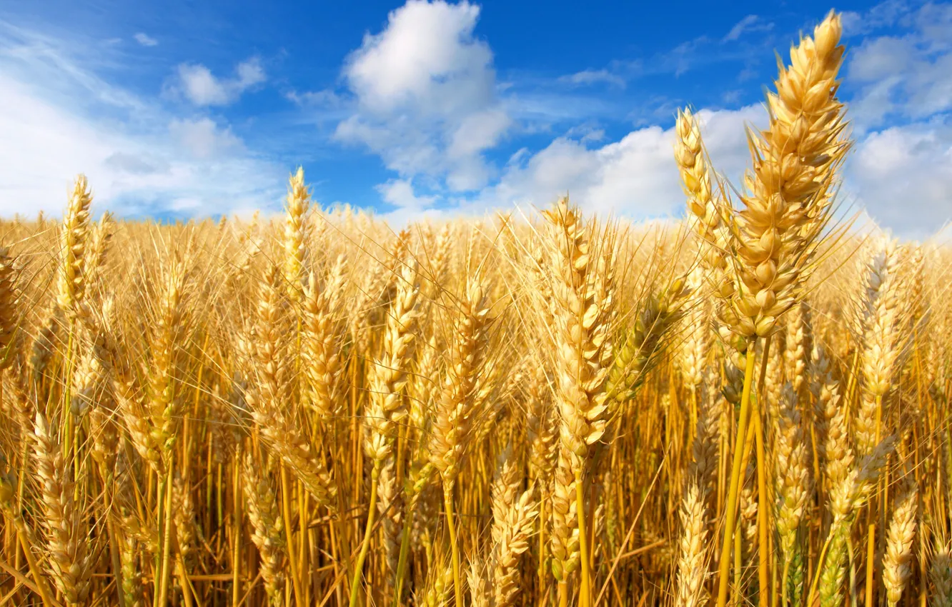 Photo wallpaper wheat, field, the sky, the sun, clouds, yellow, ears
