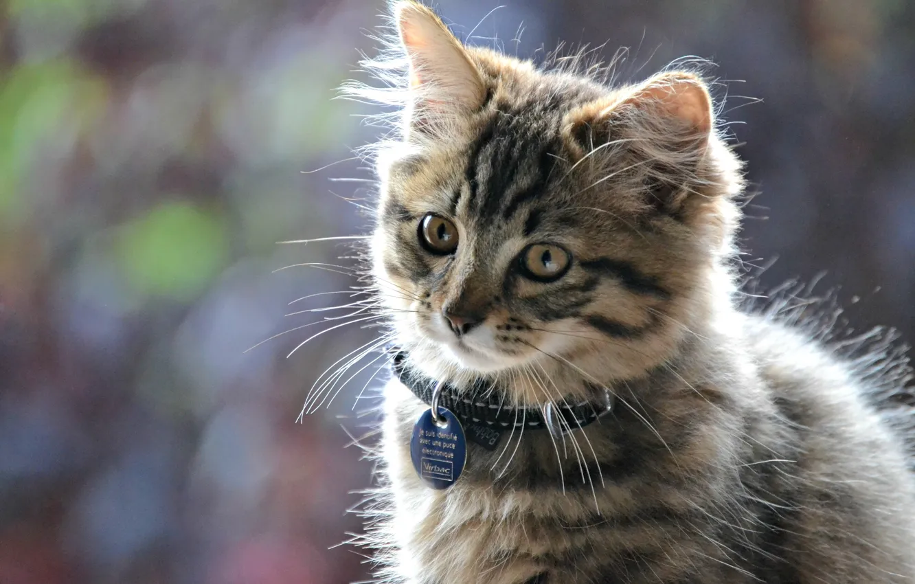 Photo wallpaper collar, sitting, tabby kitten