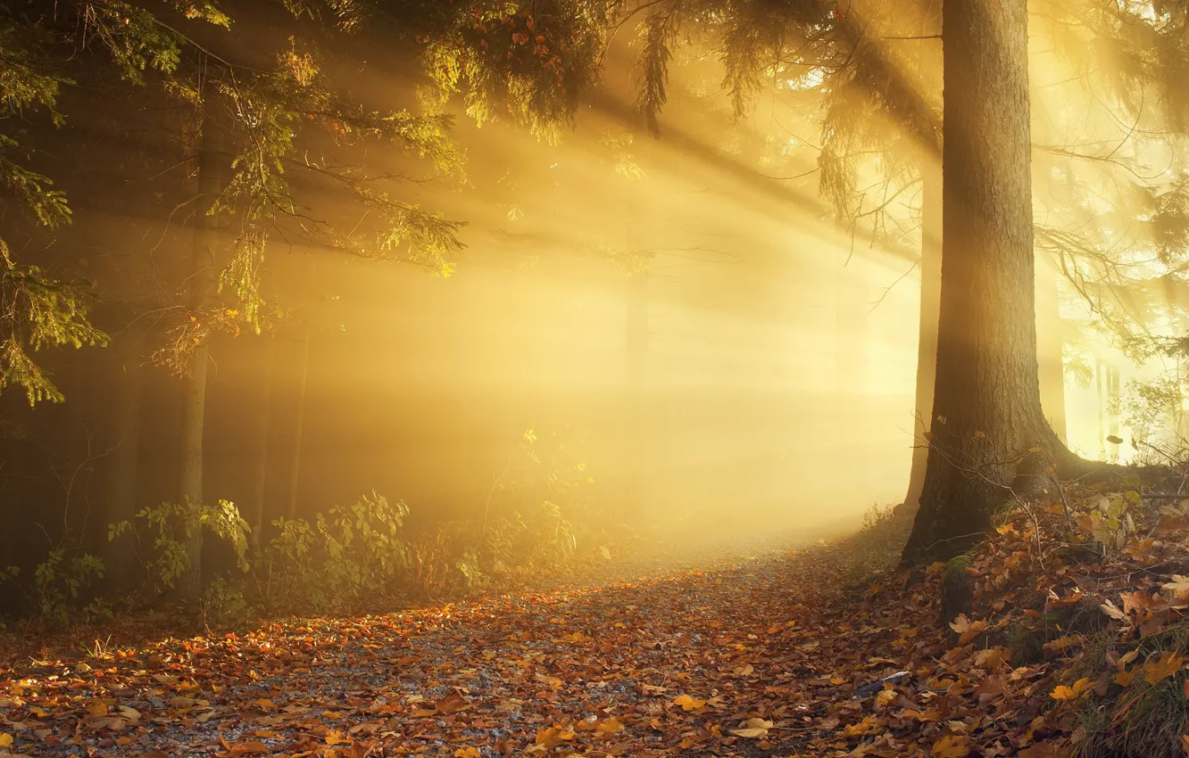 Photo wallpaper autumn, forest, the sun, light, trees, branches, nature, tree