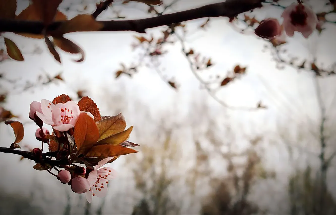 Photo wallpaper flowers, nature, background, spring, nature, flowers, kitaika, background