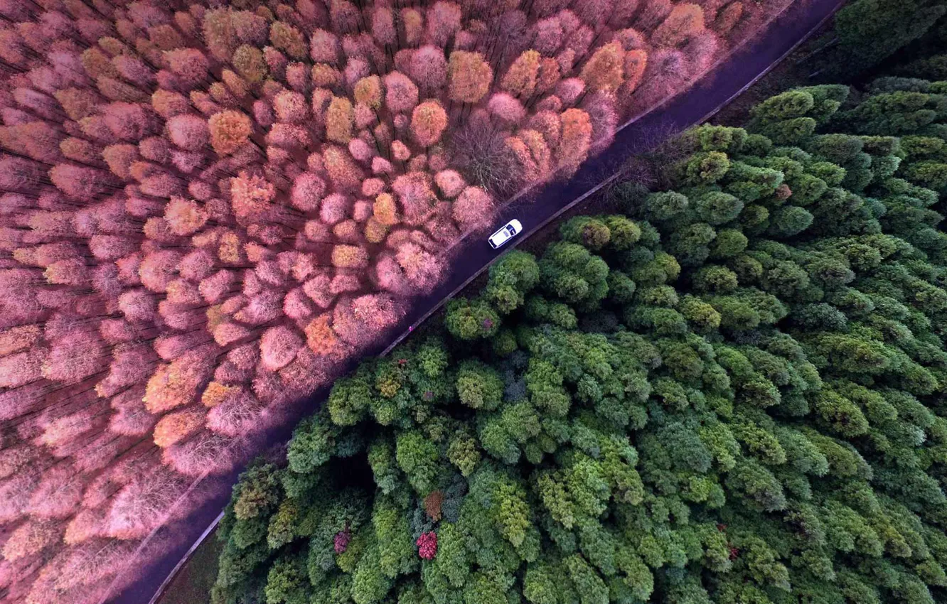 Photo wallpaper forest, trees, China, Shanwangping Karst, National environmental Park, Doroga
