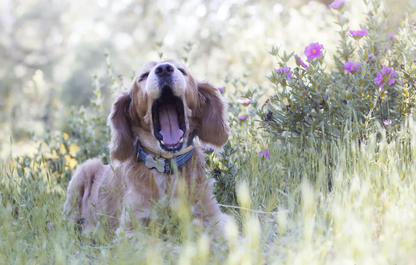 Photo wallpaper nature, each, dog