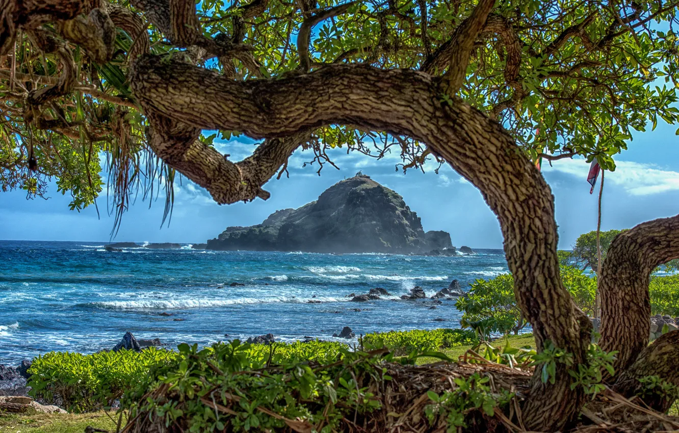 Photo wallpaper sea, trees, branches, tropics, stones, rocks, coast, Hawaii