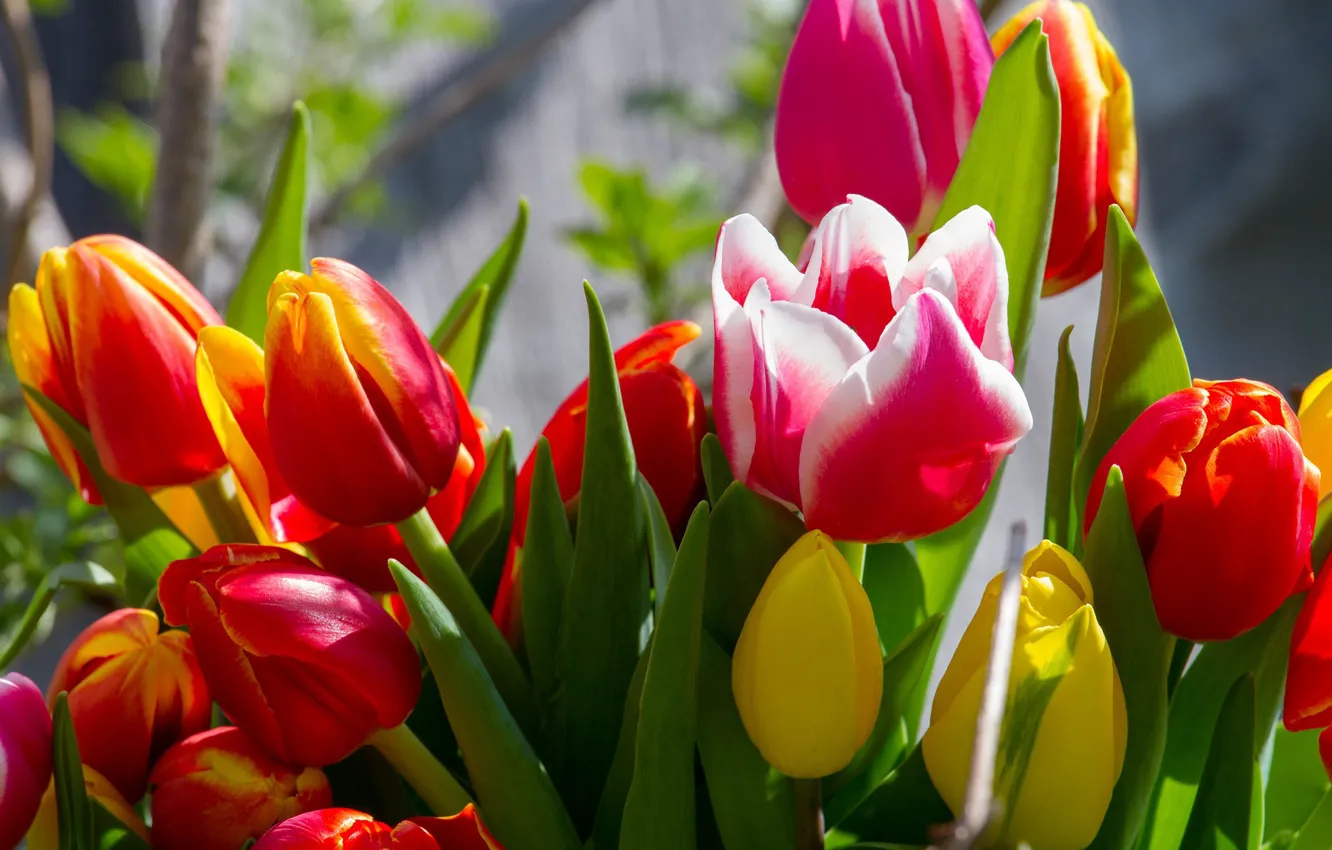 Photo wallpaper flowers, bouquet, tulips