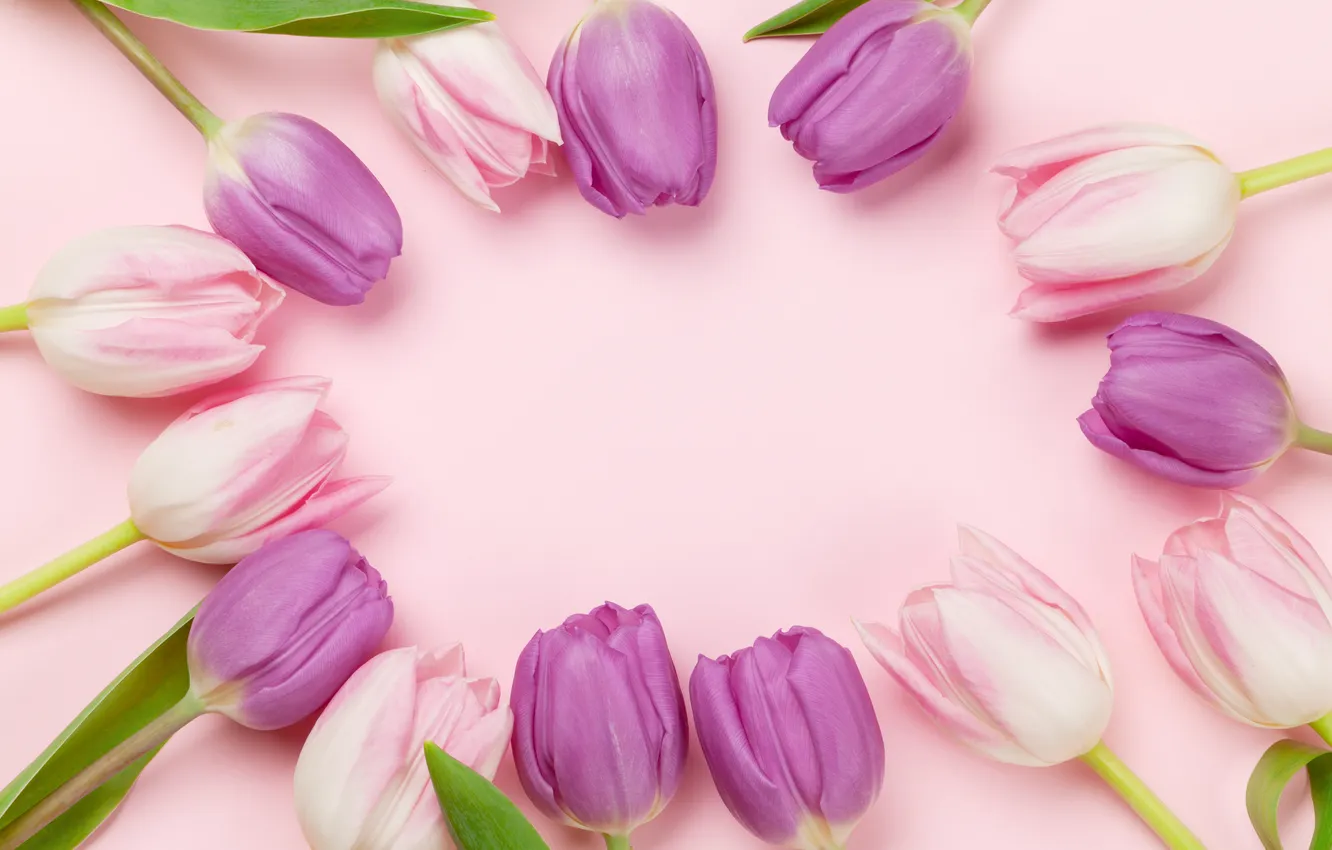 Photo wallpaper flowers, bouquet, tulips, pink background, pink, flowers, background, tulips