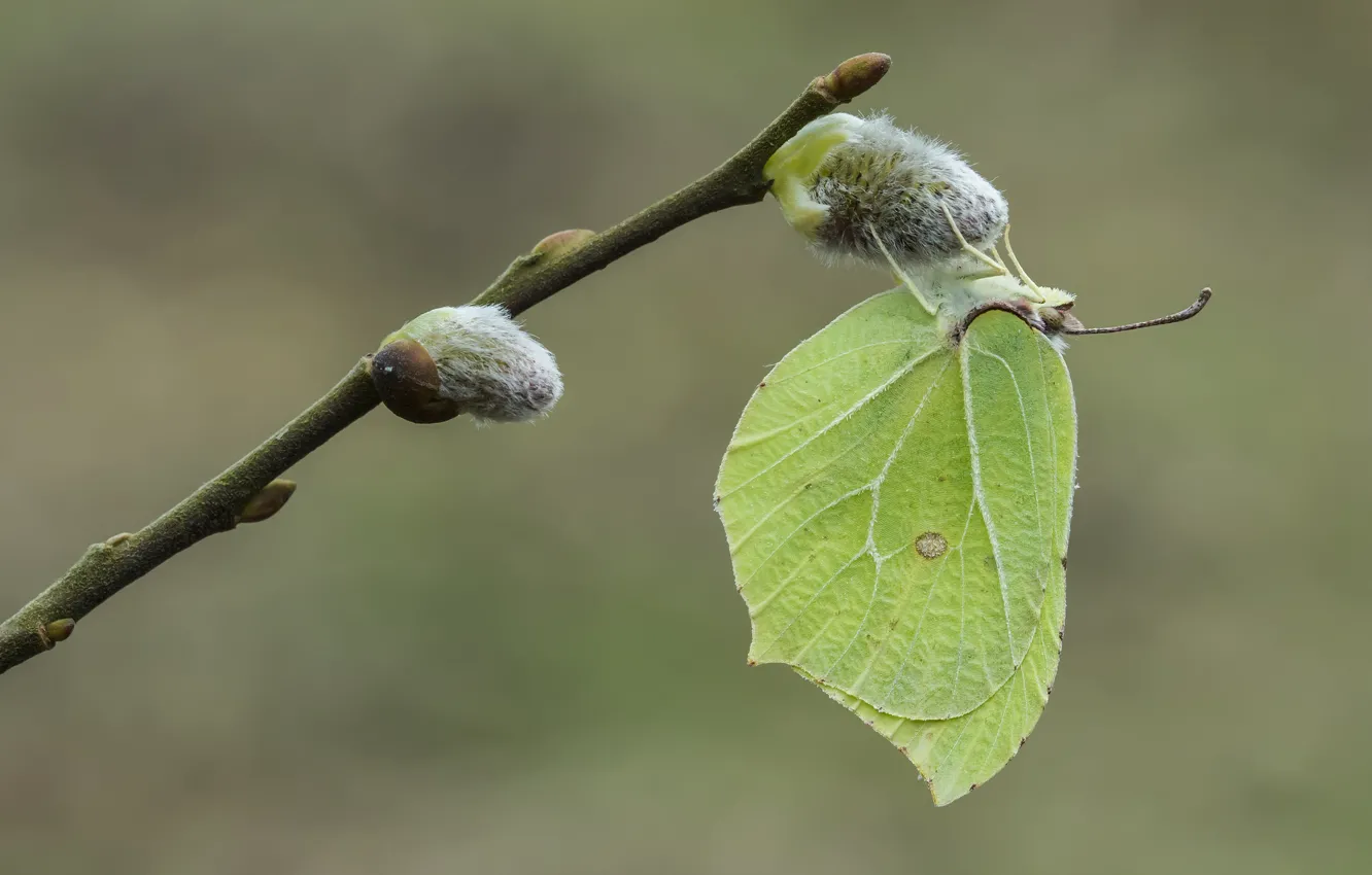 Photo wallpaper background, butterfly, the limonite