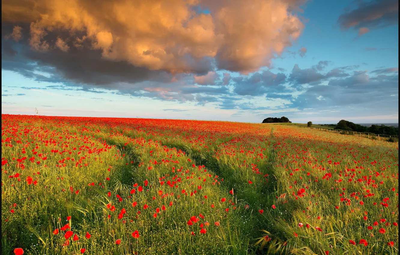 Photo wallpaper field, clouds, Maki, the evening