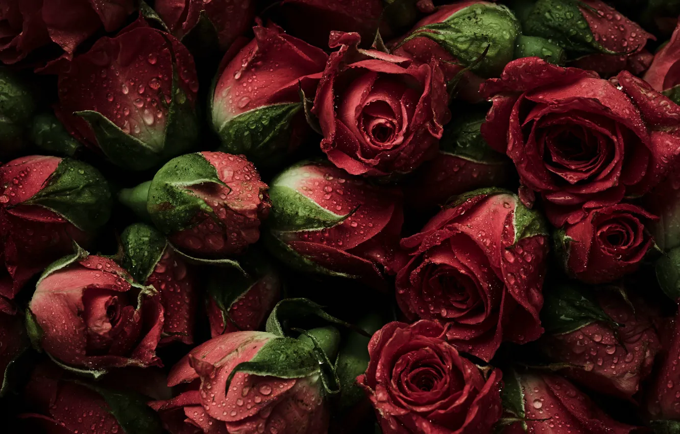Photo wallpaper flowers, red, background, roses, red, buds, fresh, flowers